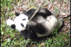 Base Pandas Geants Chengdu