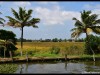 Alleppey81