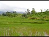 Harau_Valley26