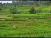 Harau_Valley29