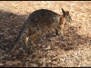 kangaroo_island106