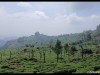 Munnar195